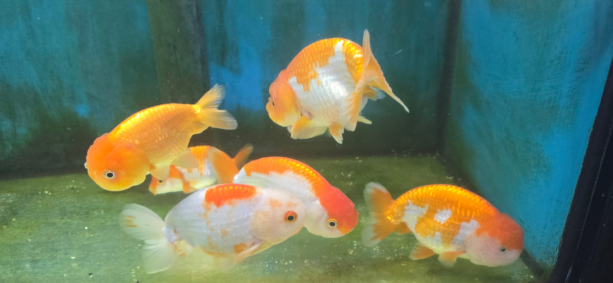Small Rancho Fish A grade Ranchu goldfish – RSB AQUATICS