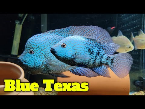 Blue Texan