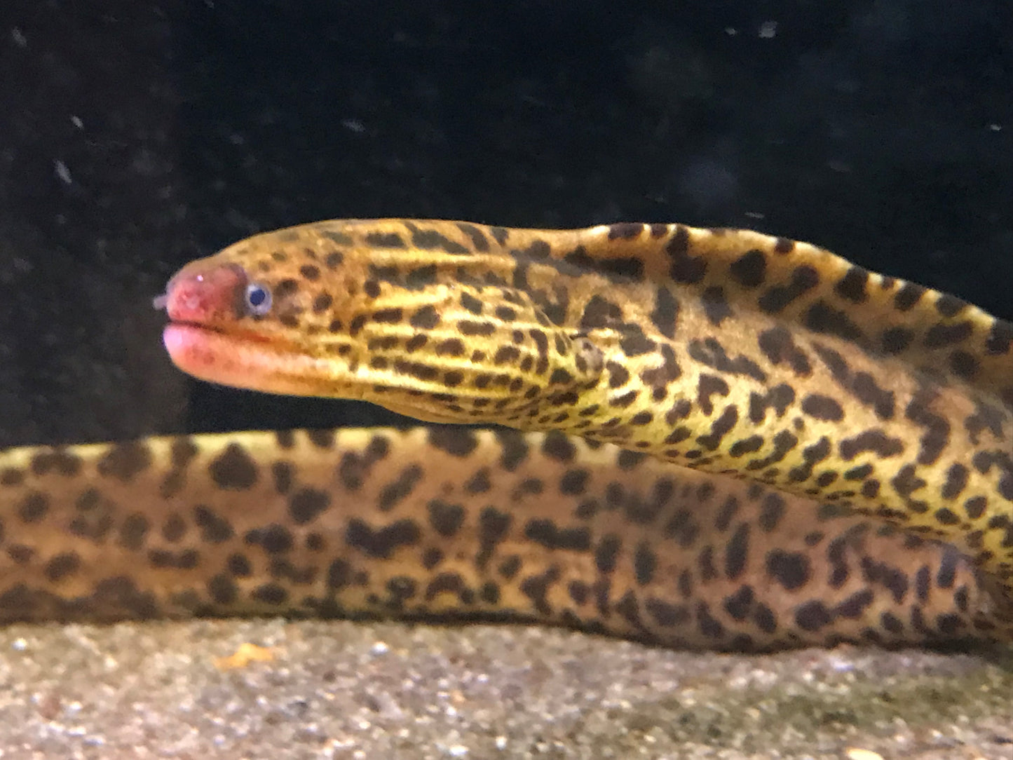 Gold marbled Moray eel
