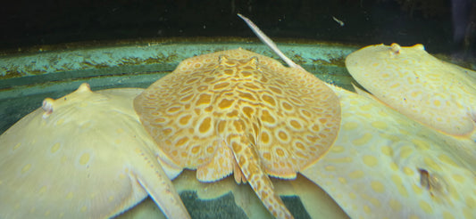 Honeycomb stingray