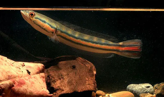 Giant micropeltes snakehead