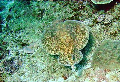 Marbled torpedo electric ray