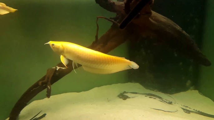Golden silver arowana