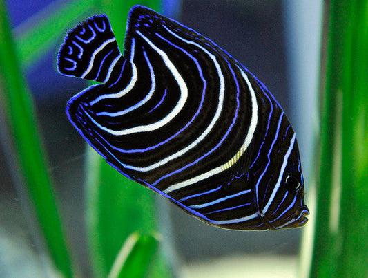 Koran angelfish