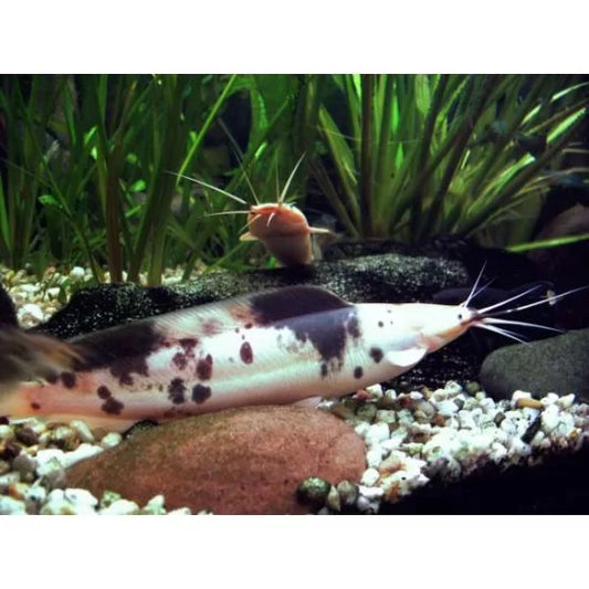 Spotted claris catfish