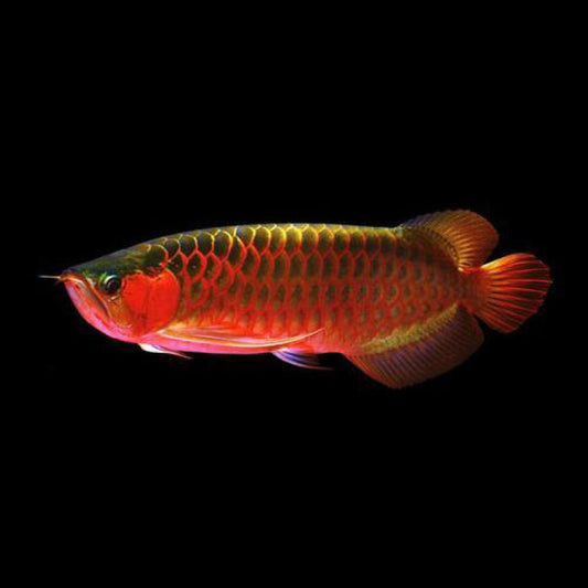 Asian Arowana