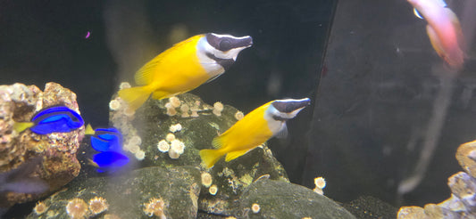 Rabbitfish foxface