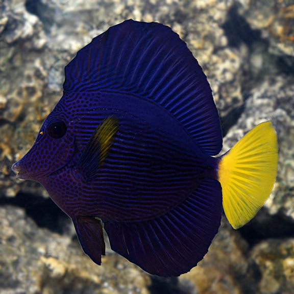 Purple tang
