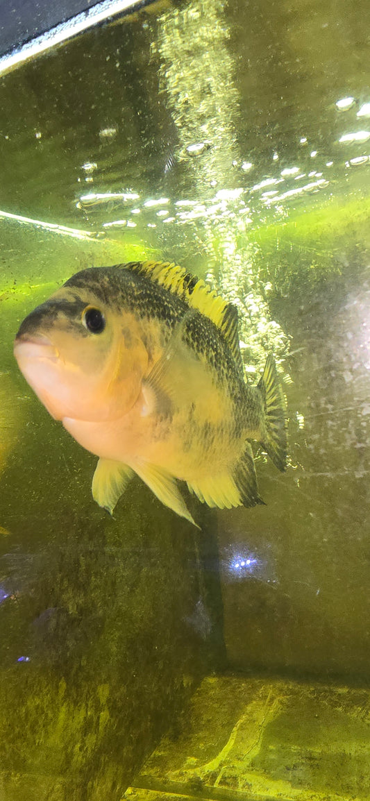 Fader  flowerhorn