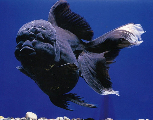 Black lionhead