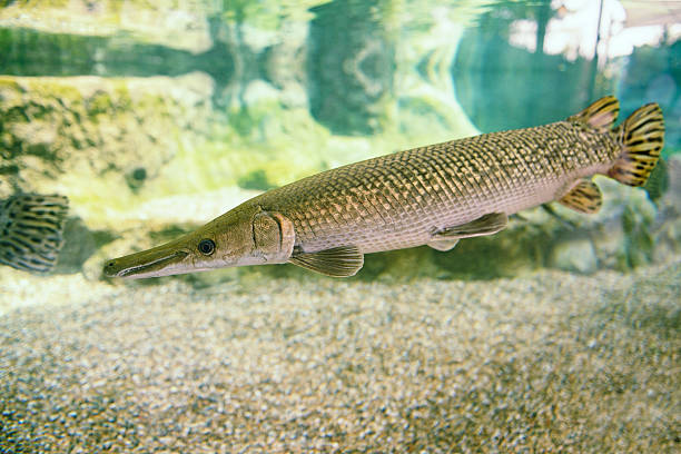Crocodile gar