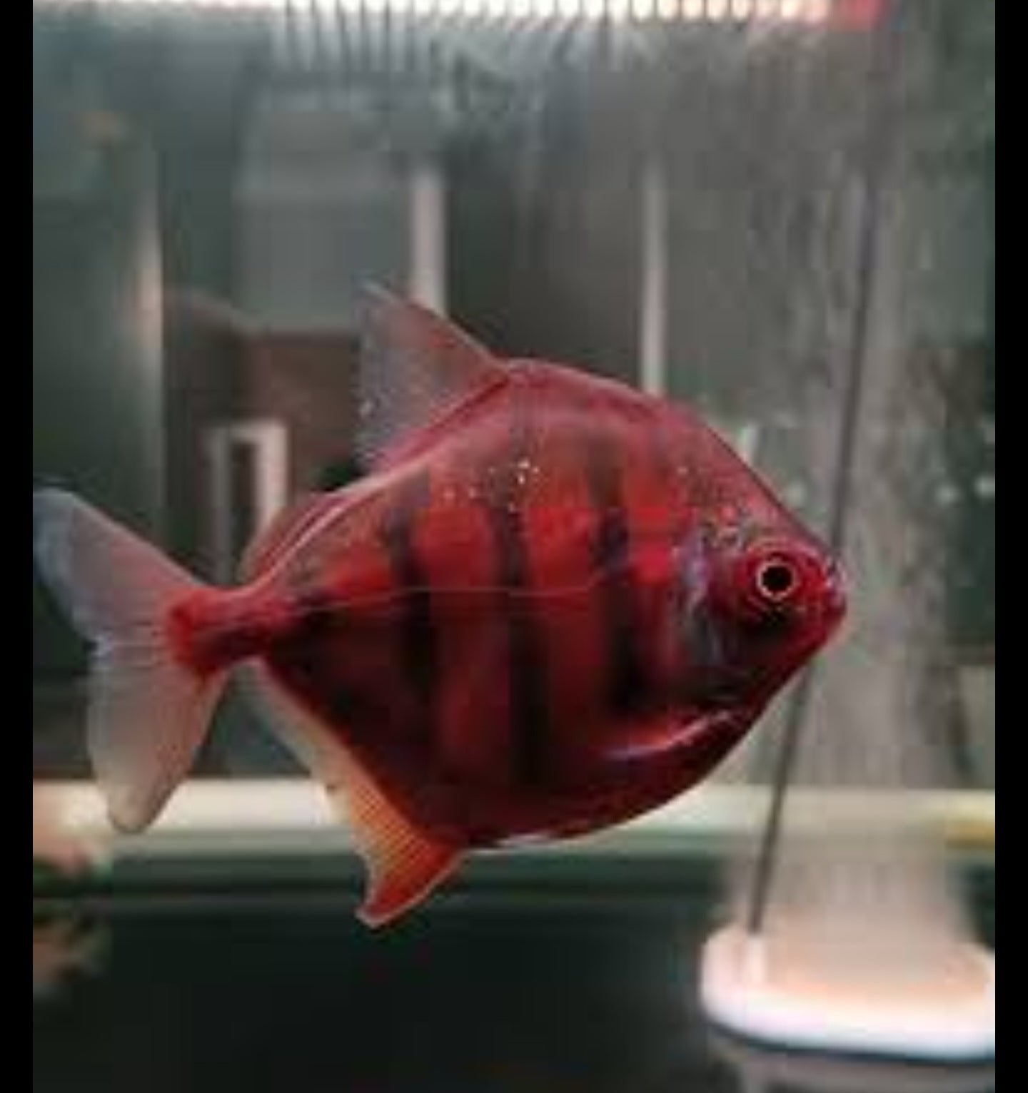 Rose gold silver dollars