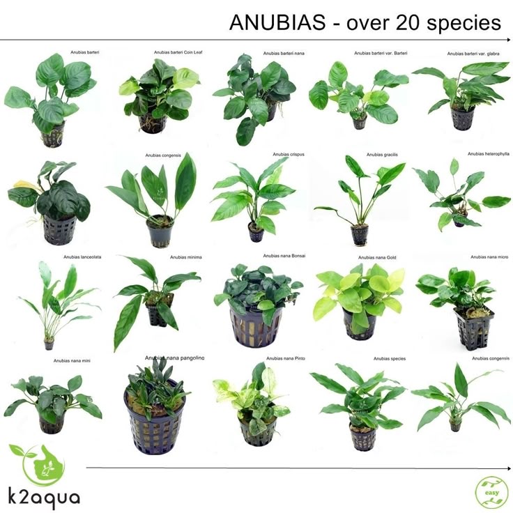 Types of anubias