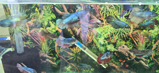 Betta females exotic