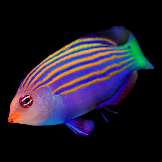 Wrasse sixlined