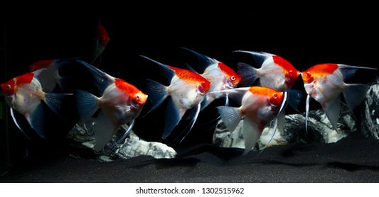 Albino Tancho Angel