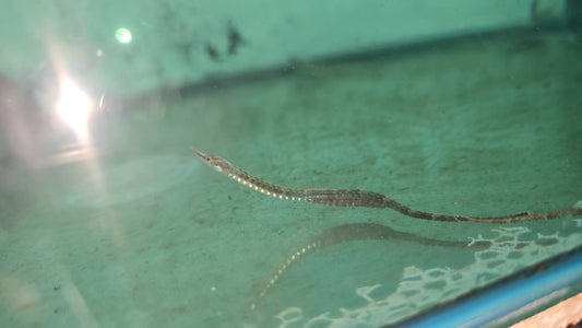 Freshwater seahorses