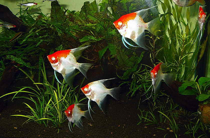 Angel fish – RSB AQUATICS