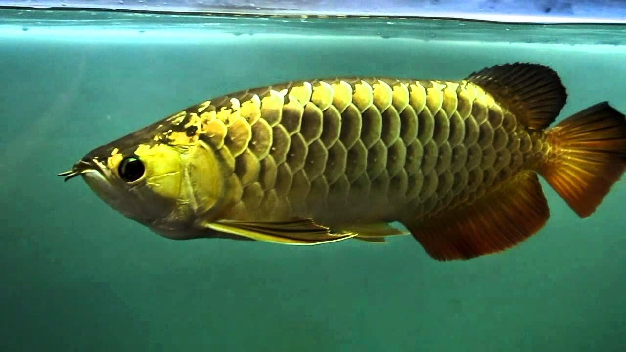 Asian Arowana