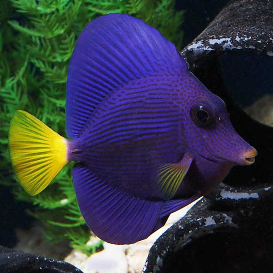 Purple tang