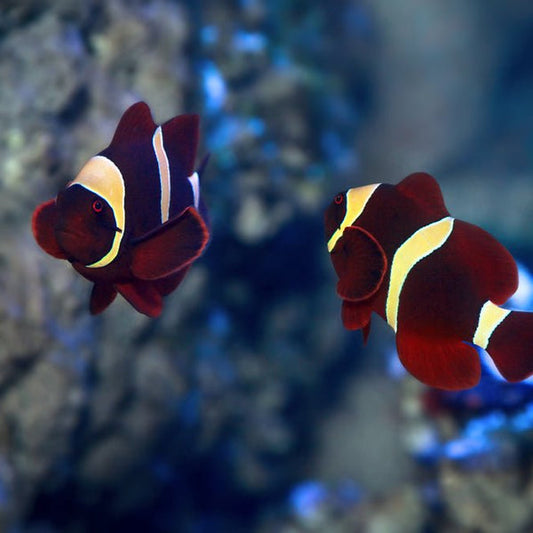 Maroon clownfish