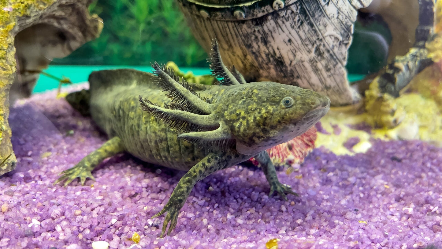 Axolotl