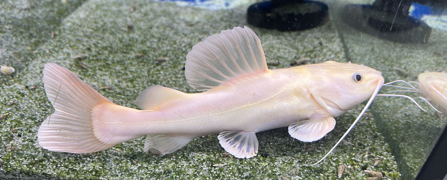 Platinum Redtail Catfish
