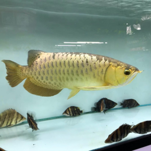 Asian Arowana