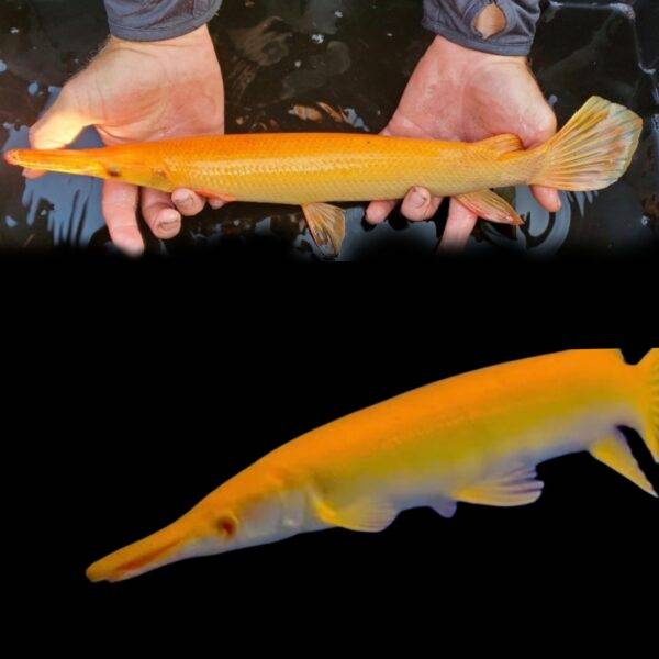 Albino gar – RSB AQUATICS