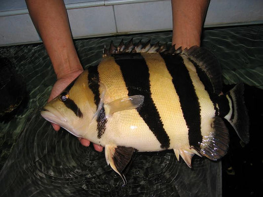 Datnoid Siamese tiger