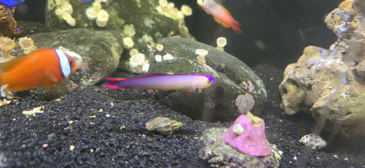 Purple fire goby