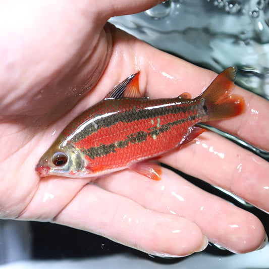 Leporinus types