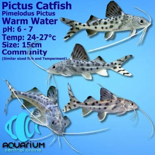 Pictus catfish