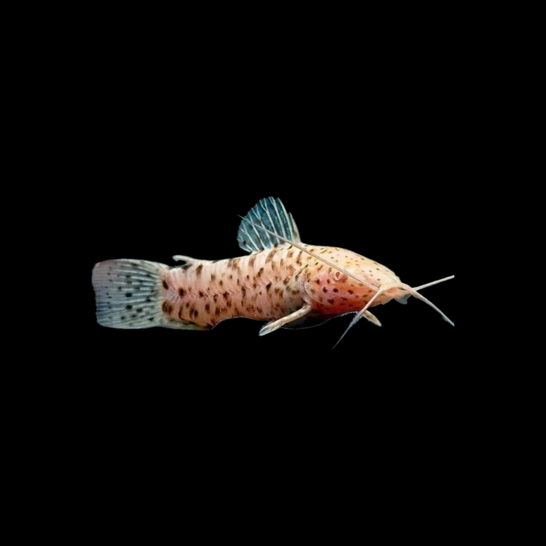 Platinum hoplo catfish