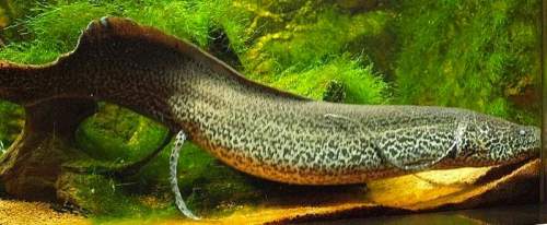Marbled lungfish
