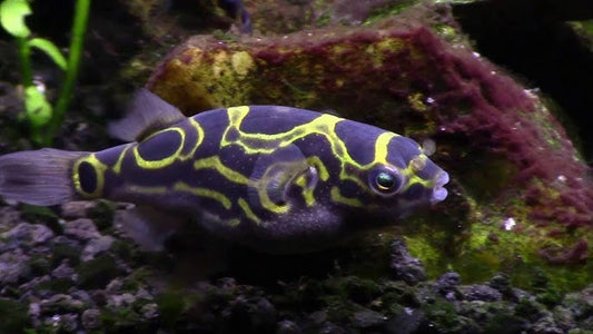 Figure 8 puffer