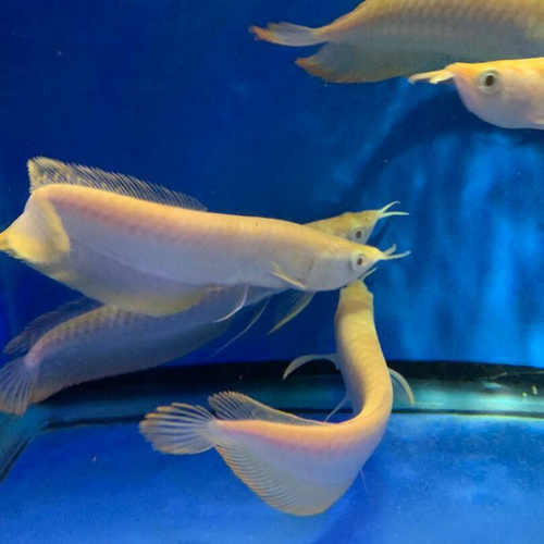 Golden silver arowana