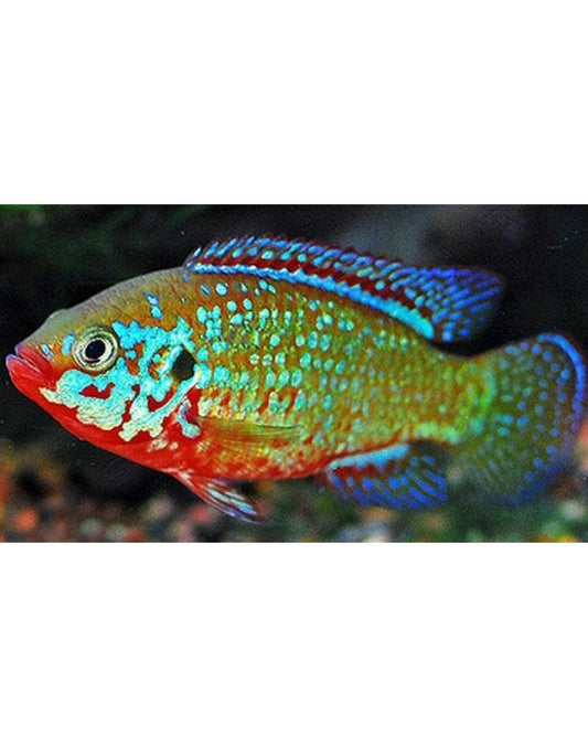 Electric blue Jewel cichlid