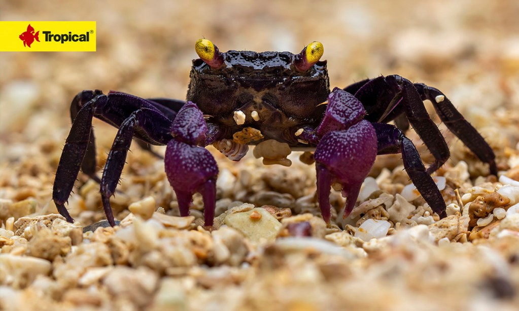 Vampire crabs