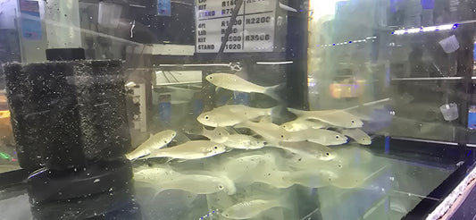 Mahseer barb