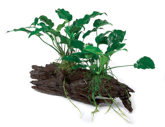 Driftwood with attached plants