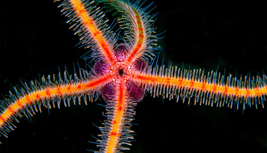 Starfish brittle