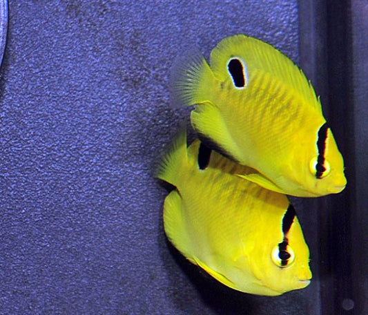 Angelfish 3 spot