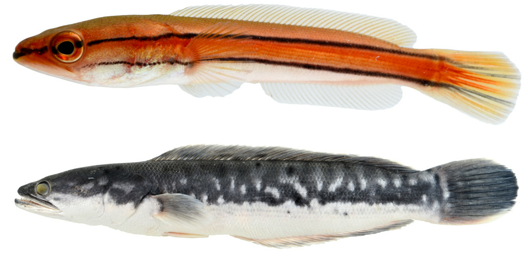 Giant micropeltes snakehead