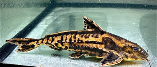 Irwini ripsaw catfish