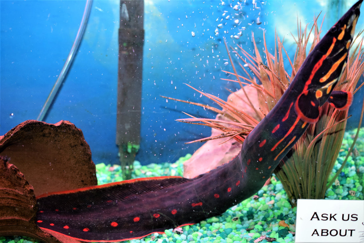 Fire Eel