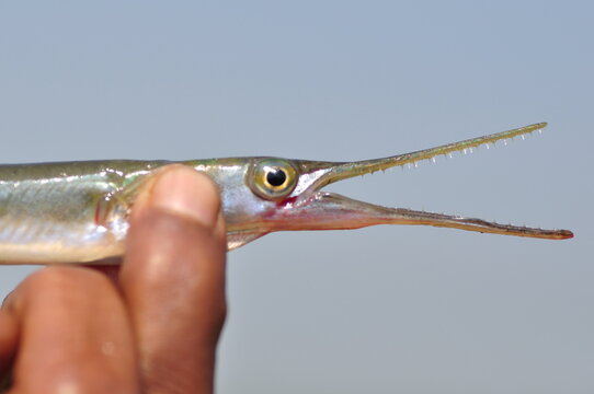 Giant gar