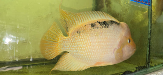 Fader  flowerhorn