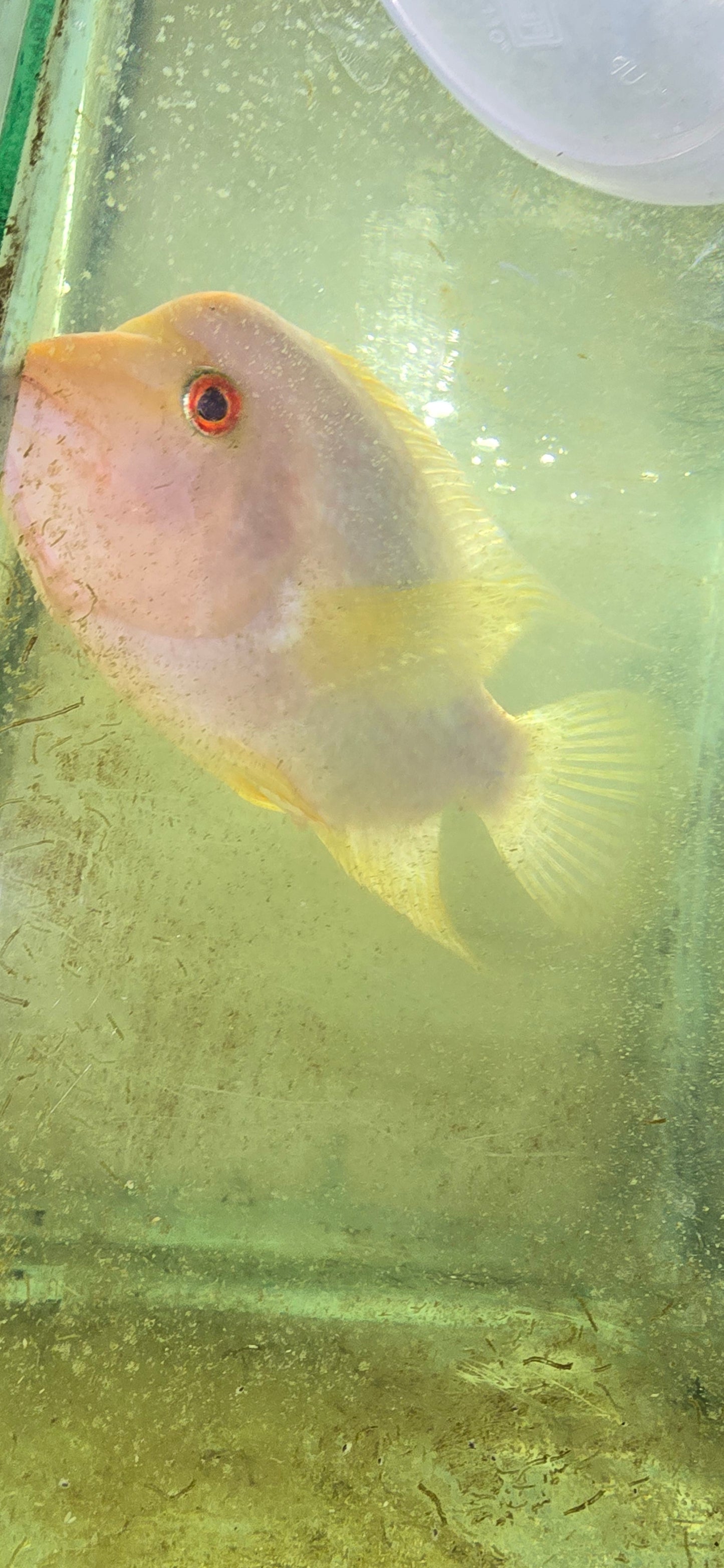 Fader  flowerhorn