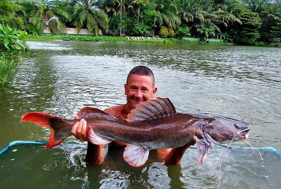 Asain redtail catfish